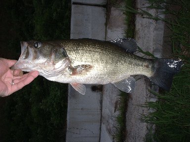 釣行日記